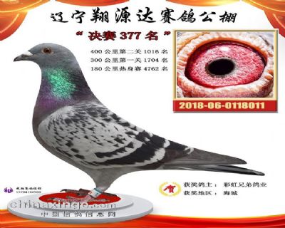 365兄弟鸽子视频,记录生活,传递温暖 365兄弟鸽子视频,记录生活,传递温暖